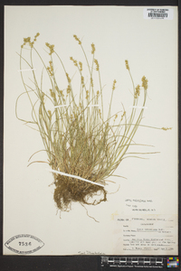 Carex retroflexa image