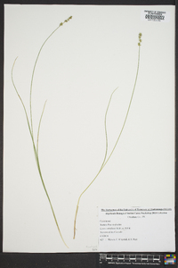 Carex retroflexa image