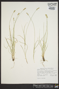 Carex retroflexa image