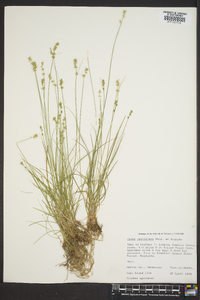 Carex retroflexa image