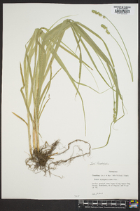 Carex sparganioides image