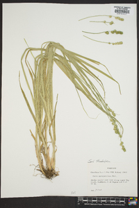 Carex sparganioides image