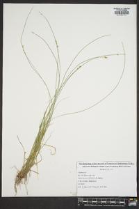 Carex texensis image