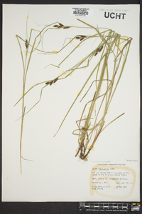 Carex caroliniana image