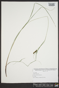 Carex caroliniana image