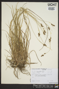 Carex caroliniana image