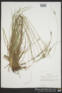 Carex complanata image