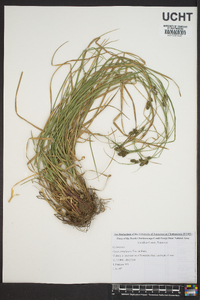 Carex complanata image