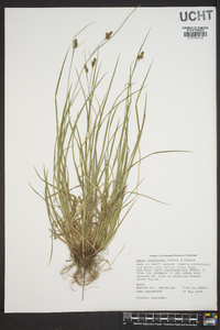 Carex complanata image