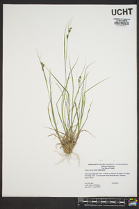 Carex swanii image