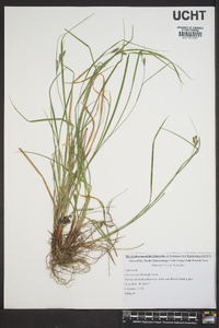 Carex swanii image