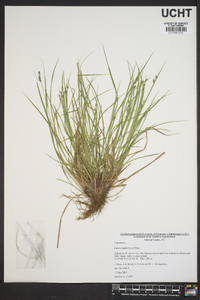 Carex swanii image