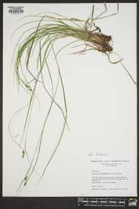 Carex swanii image