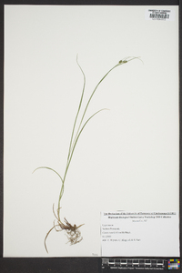 Carex swanii image