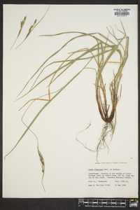 Carex virescens image