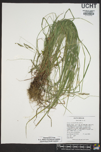 Carex virescens image