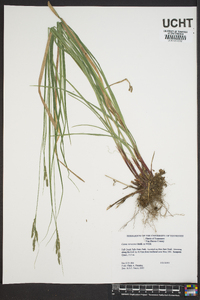 Carex virescens image