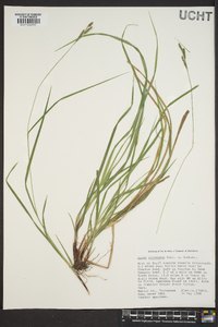 Carex virescens image