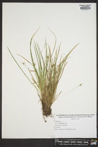 Carex jamesii image