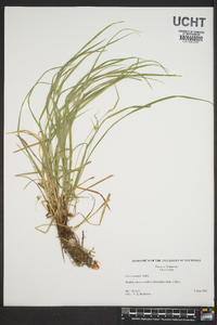 Carex jamesii image