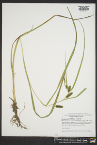 Carex aureolensis image