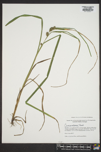 Carex aureolensis image