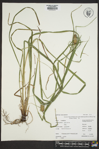 Carex typhina image