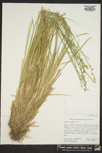 Carex seorsa image