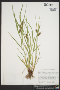 Carex baileyi image