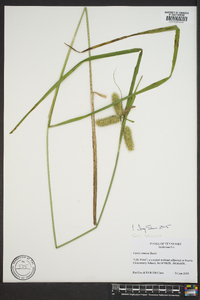 Carex comosa image