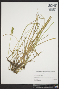 Carex oklahomensis image