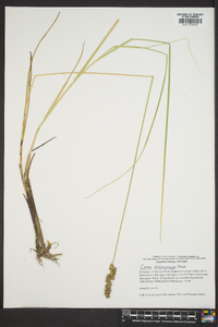 Carex oklahomensis image