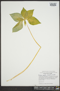 Arisaema quinatum image