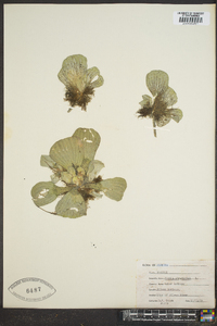 Pistia stratiotes image