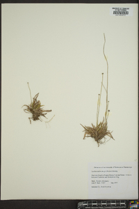 Lachnocaulon anceps image