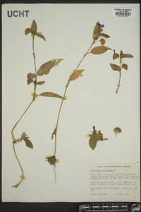 Commelina communis image