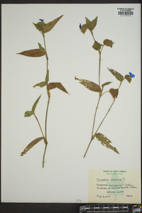 Commelina communis image