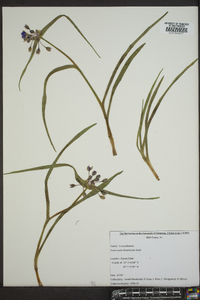 Tradescantia hirsuticaulis image