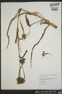 Tradescantia ohiensis image