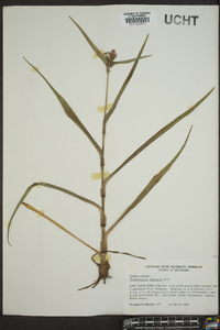 Tradescantia ohiensis image