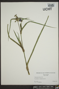 Tradescantia ohiensis image