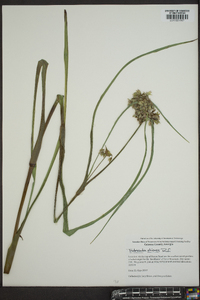 Tradescantia ohiensis image