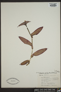 Tradescantia pallida image