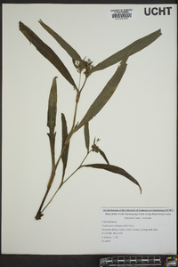 Tradescantia subaspera image