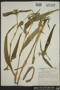 Tradescantia subaspera image