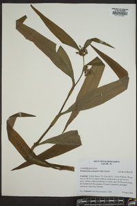 Tradescantia subaspera image