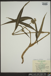 Tradescantia subaspera image