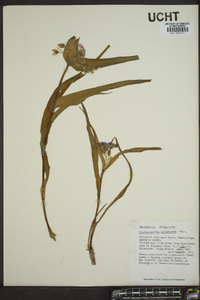 Tradescantia subaspera image