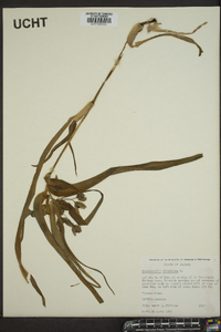 Tradescantia virginiana image