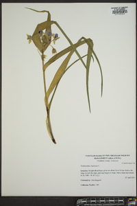 Tradescantia virginiana image